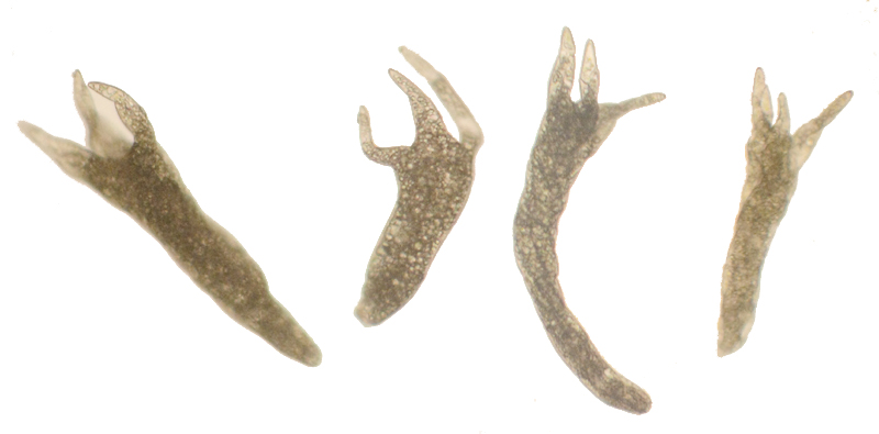 Pohlia annotina